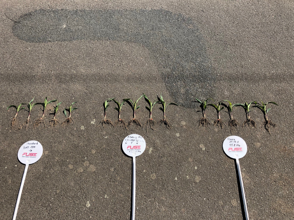 AGRAVIS Future Farm: Maisaussaat mit Precision Planting